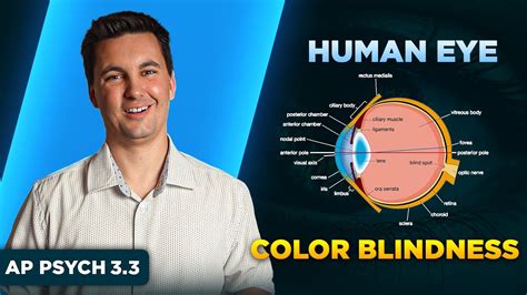 What Causes Color Blindness Ap Psychology